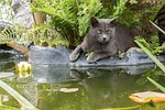 cat, carthusian, pets