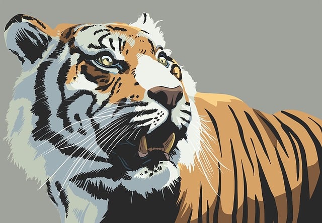 Free tiger animal stare illustration