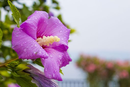 Hibiskus, Blomst, Kroatia, Blomst Tapet