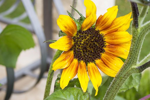 Solsikke, Sommer, Blomster, Natur