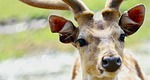 cervidae, portrait, animal