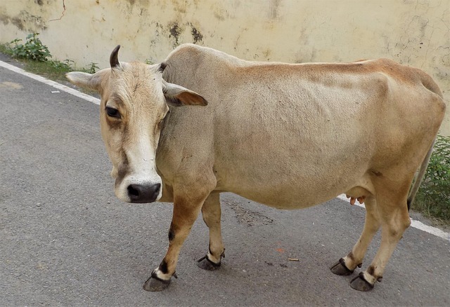Free Cow Animal photo and picture