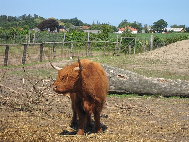 Free Odsherred Zoo Summer photo and picture