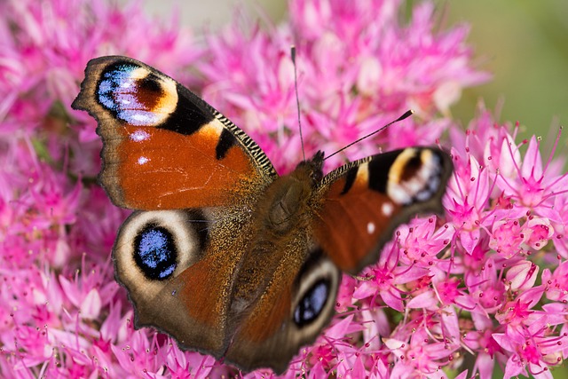 Free Peacock Butterfly Aglais Io photo and picture