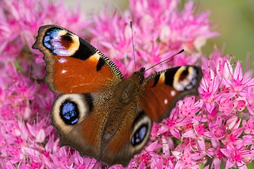 Tavus Kuşu Kelebek, Aglais Io