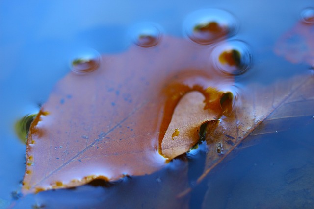Free Leaf Water photo and picture