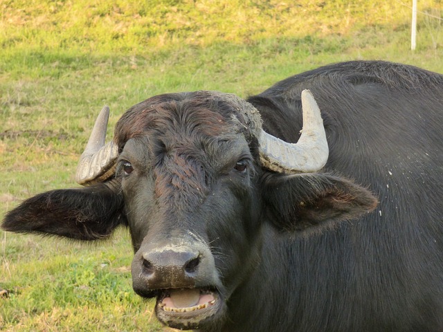 Free Taurus Black photo and picture