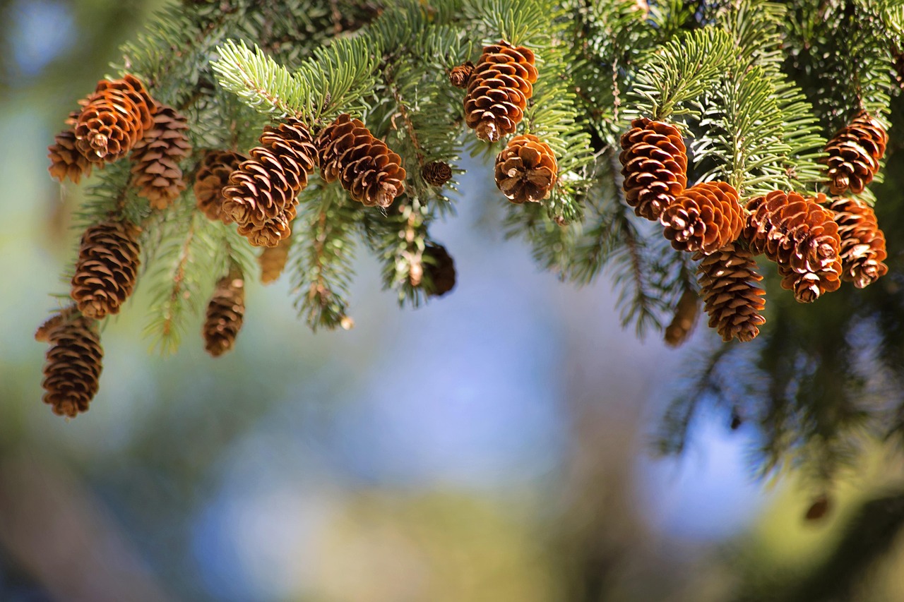 Plus De 10 000 Images De Sapin Et De No l Pixabay Plus De 10 000 Images De Sapin Et De No l Pixabay