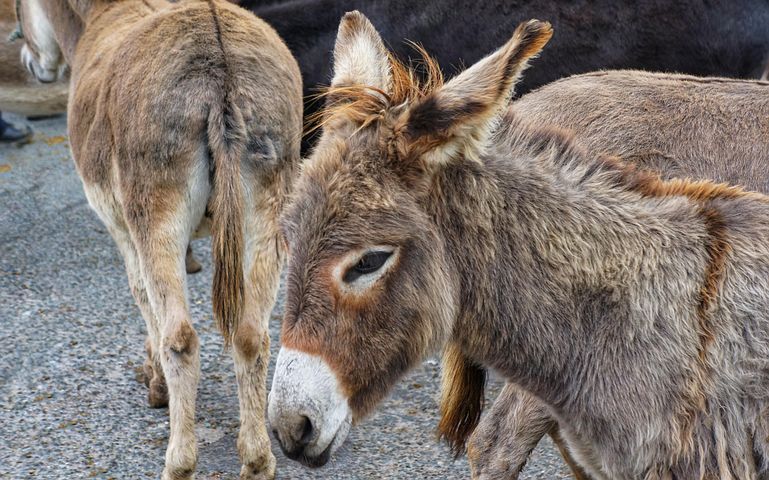 100 Free Donkey Ass Donkey Images Pixabay 100 Free Donkey Ass Donkey Images Pixabay
