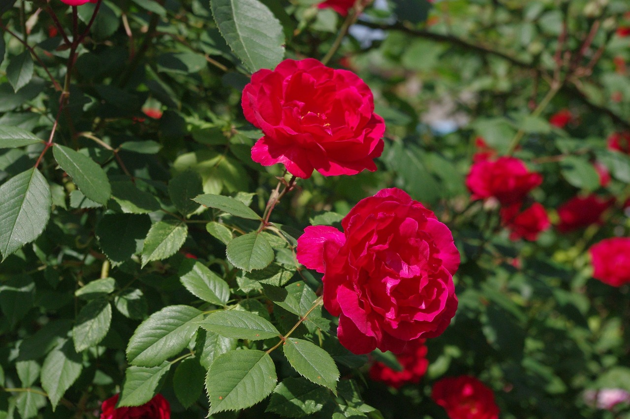 Roses - free online jigsaw puzzle photo