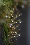 dew, morning, garden