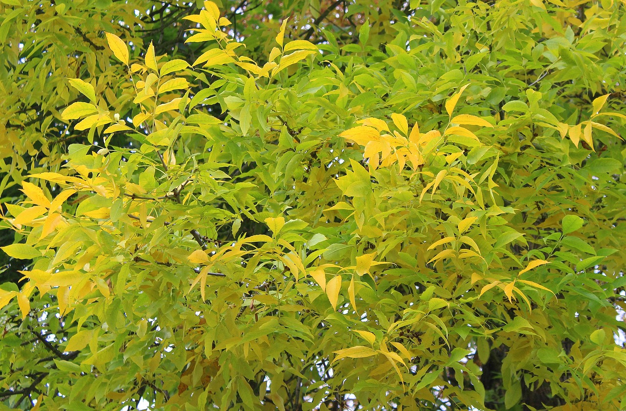 Arbre D'Automne Feuilles Jaunes Photo gratuite sur Pixabay Pixabay — free download