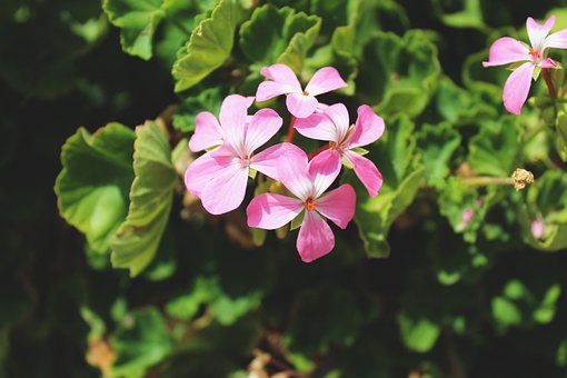 Free Flower Beautiful Flowers photo and picture