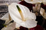 plant, nature, flower