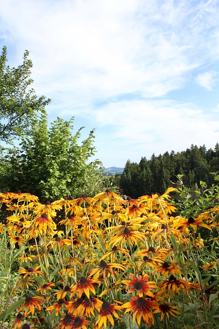 Sommer, Natur, Sonnenblumen, Schön