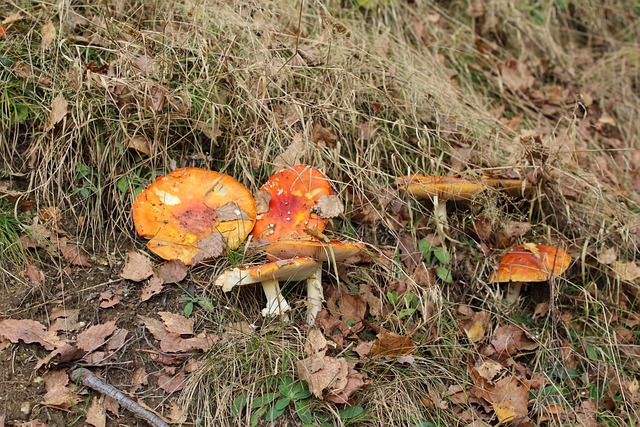 Pilze, Wald, Natur, Herbst
