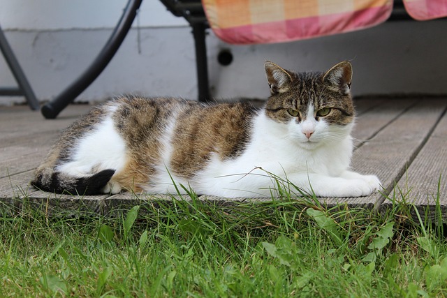 Katze, Tier, Natur, Haustier, Sommer