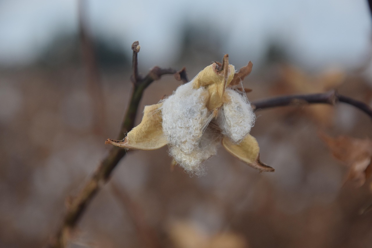 Cotton Fall Agriculture - Free photo on Pixabay - Pixabay
