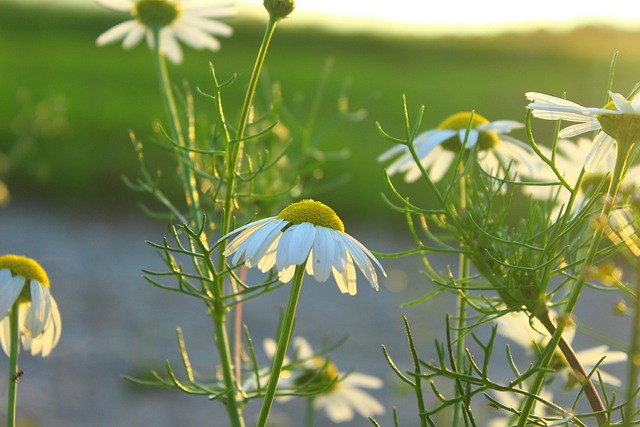 Free Flower Sun photo and picture