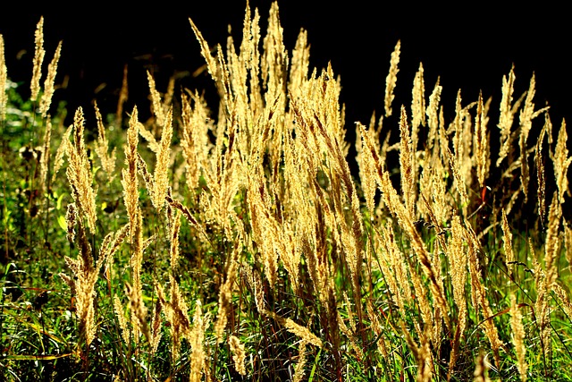Free Ear Nature photo and picture