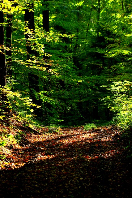 Free Forest Fall photo and picture