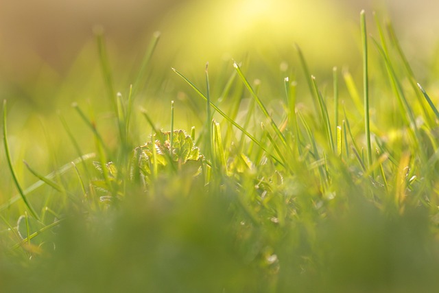 Free Grass Summer photo and picture