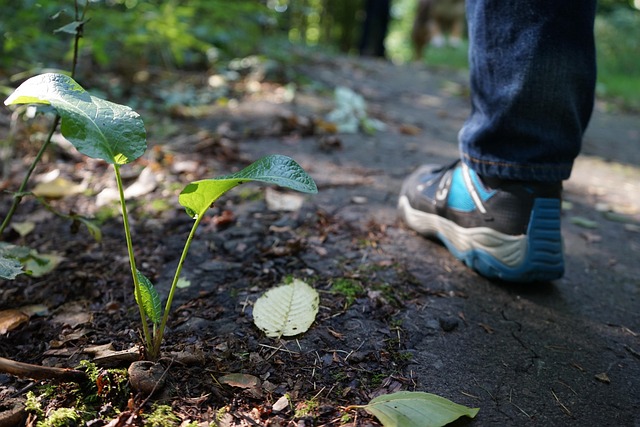 Free Nature Forest photo and picture