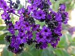 flower, heliotrope, violet