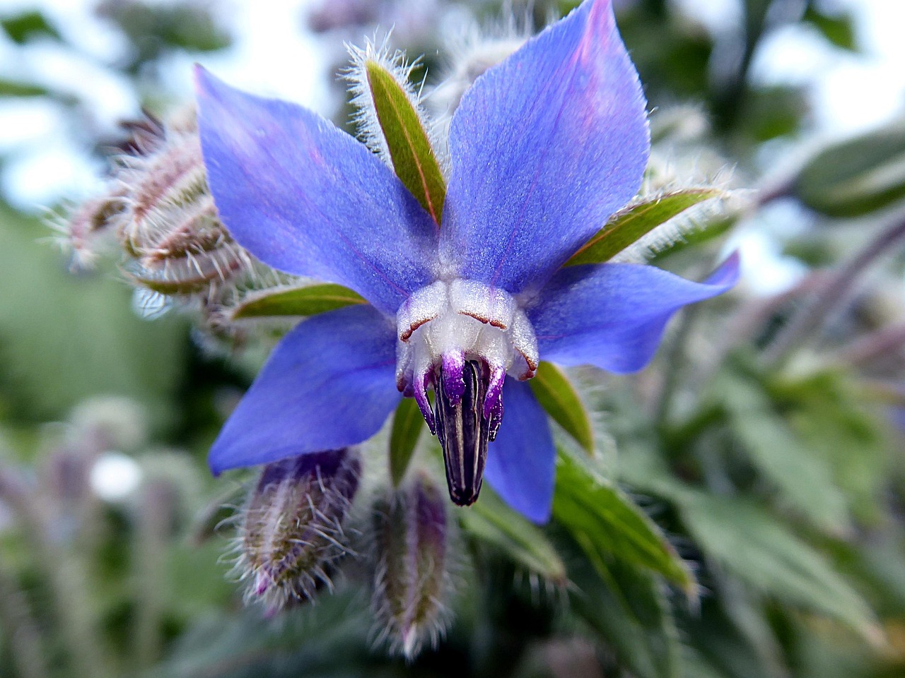 Borage Flower Blue Free Photo On Pixabay Borage Flower Blue Free Photo On Pixabay