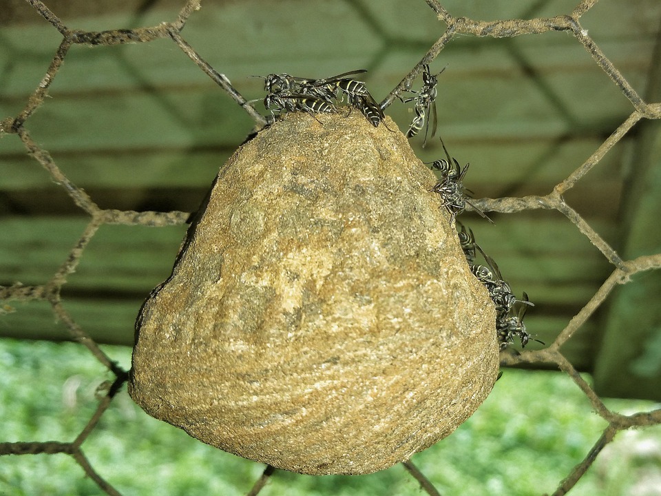 Bug kukko kuvia