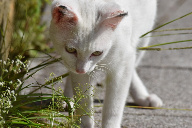 Free Cat White photo and picture