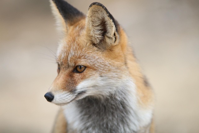 Free Fox Mountain photo and picture