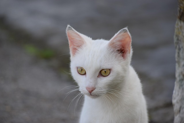 Free Cat Pet photo and picture