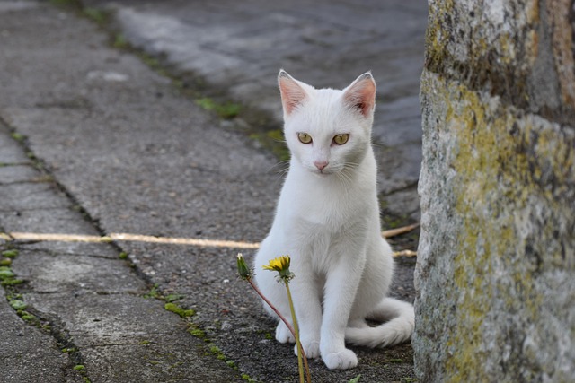 Free Cat Animal photo and picture