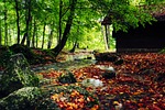 creek, autumn, fall leaves