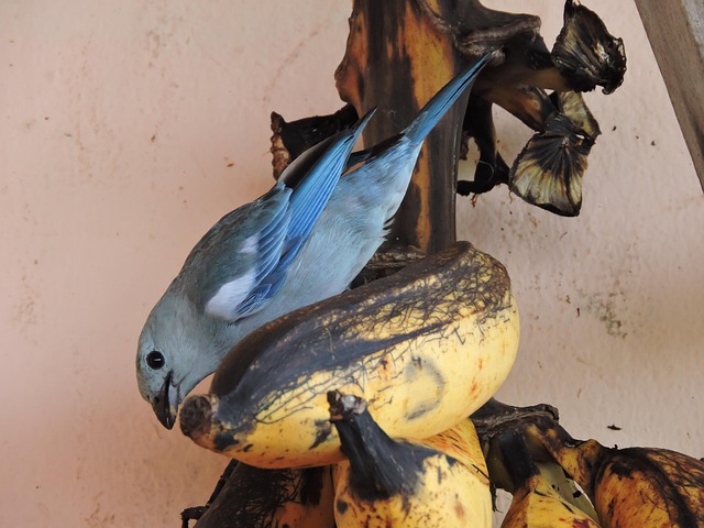 Free Nature Animals photo and picture