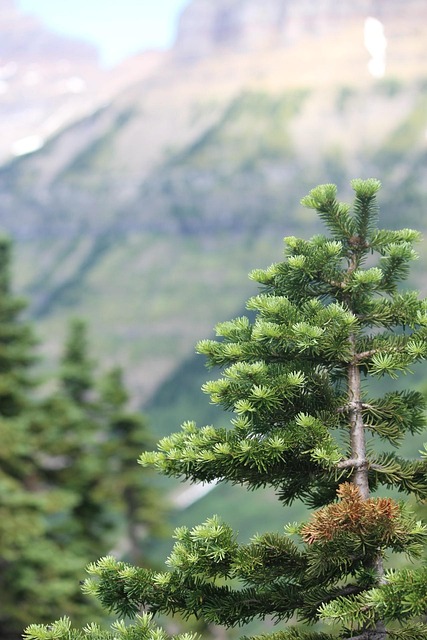 Free Yellowstone Evergreen Tree photo and picture