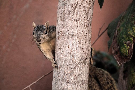 Free Squirrel Animal photo and picture