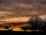 morgenrot, sunrise, trees