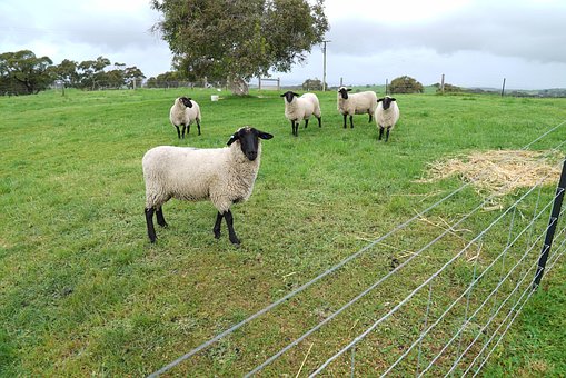 50+ Free Sheep Ranch & Ranch Photos - Pixabay