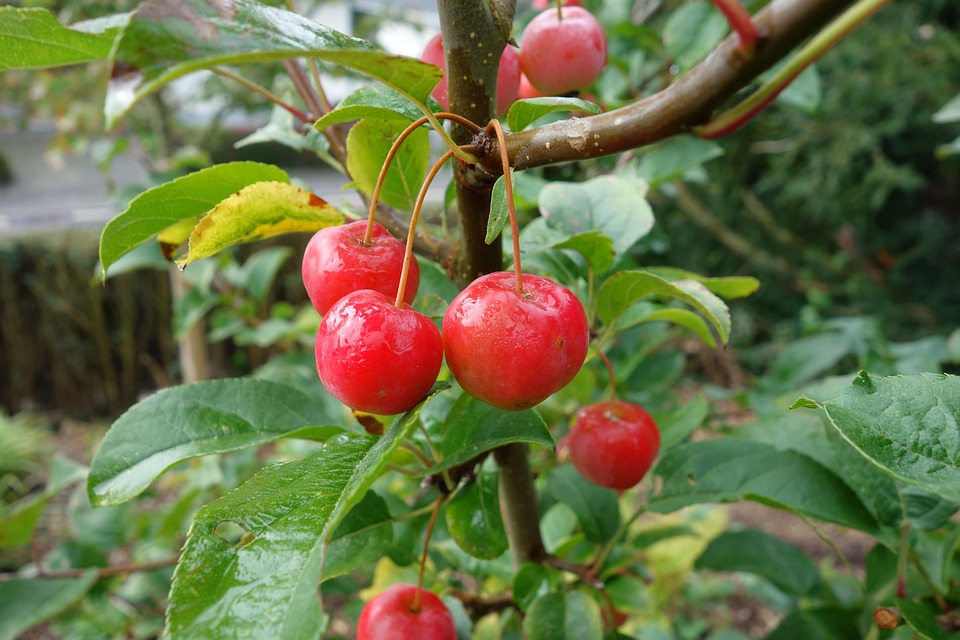 Zierapfel Malus Garten · Kostenloses Foto auf Pixabay