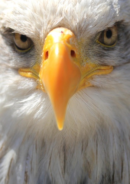 Free Face Eagle photo and picture