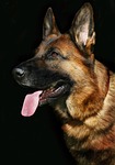 dog portrait, dog, german shepherd