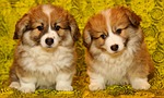 puppies, the pembroke welsh corgi, pet