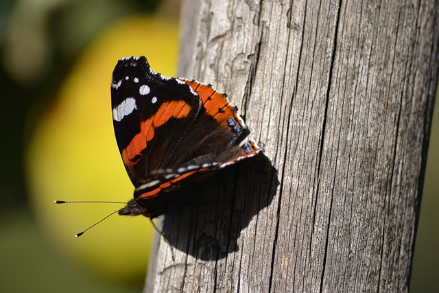 Free Butterfly Sivas photo and picture