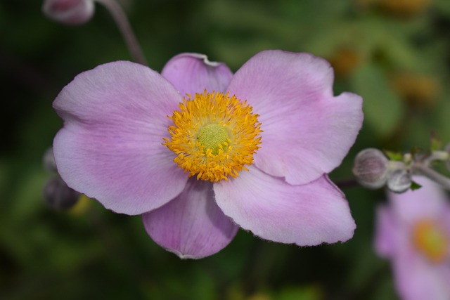 Free Anemone Nature photo and picture
