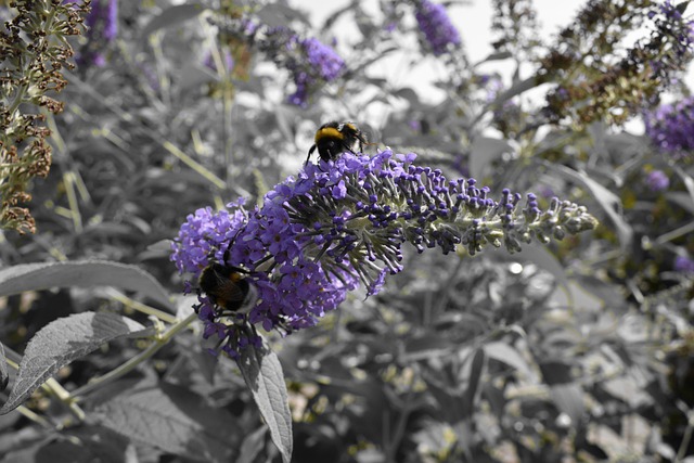 Free Bumblebee Purple photo and picture