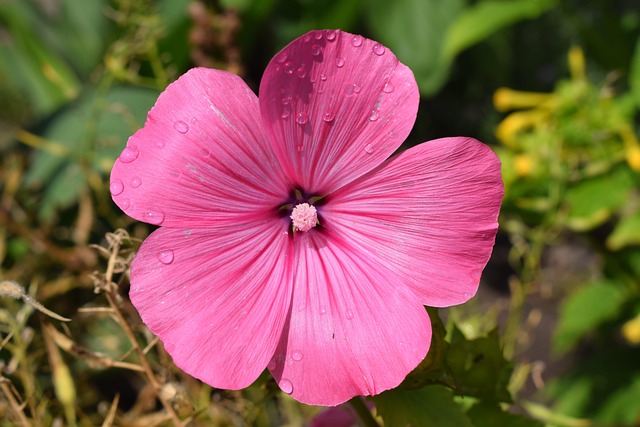 Free Pink Flower Nature photo and picture