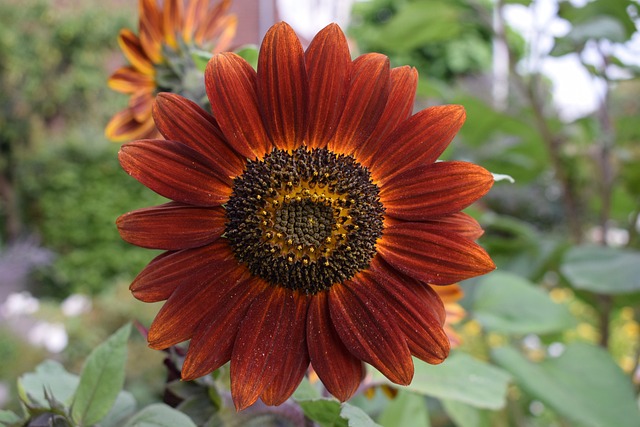 Free Red Sunflower Garden photo and picture