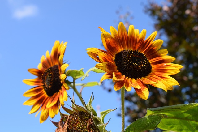Free Sunflowers Nature photo and picture